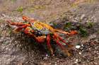 Sally lightfoot Crab, Galapagos Islands, South America Art Print